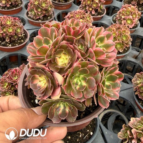 Aeonium Xiangfei Variegated Clustering - Image 2