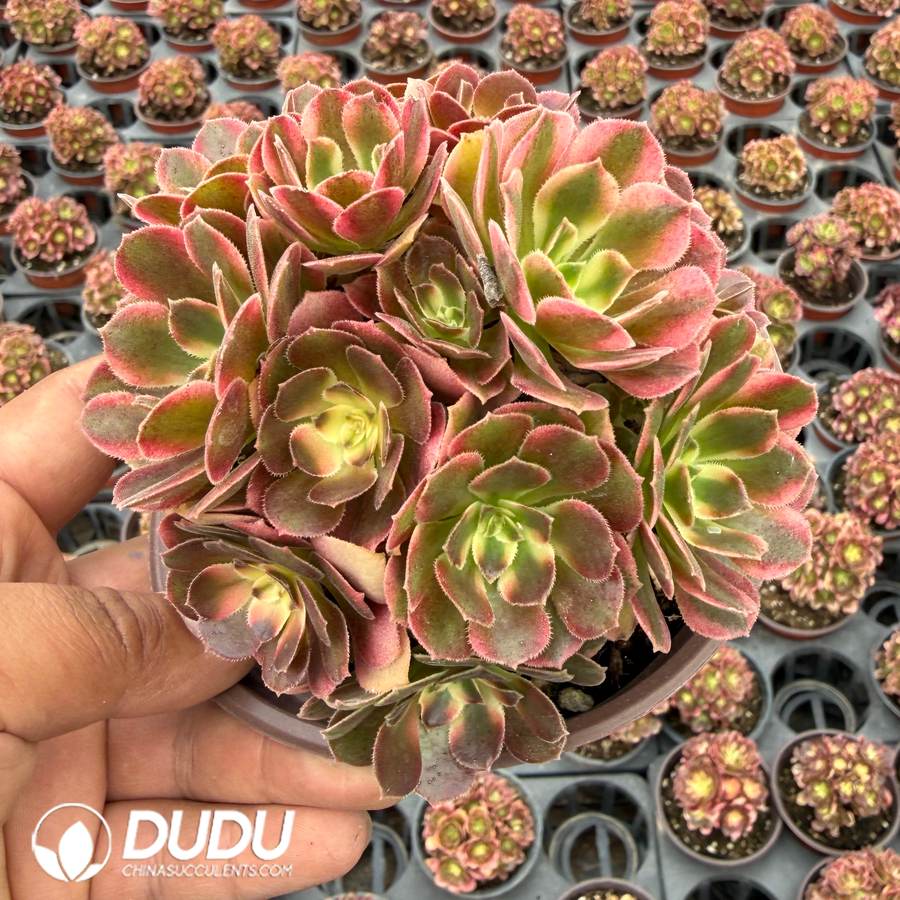 10457D120.jpg Aeonium Xiangfei Variegated Clustering - Image 1