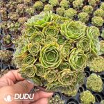 Aeonium Round Leaf Bihuo Variegated Clustering