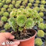 Aeonium Round Leaf Bihuo Variegated Clustering - Image 2