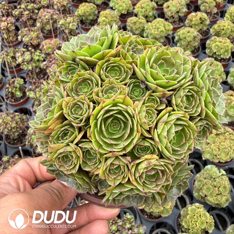 10458D120.jpg Aeonium Round Leaf Bihuo Variegated Clustering - Image 1