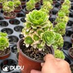 Aeonium Cinna Variegated Clustering - Image 2
