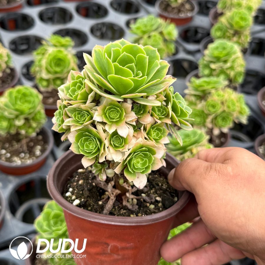 10459D120.jpg Aeonium Cinna Variegated Clustering - Image 1