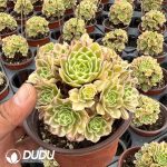 Aeonium Yuzi Variegated Clustering