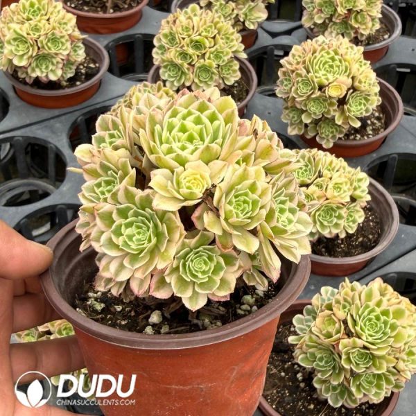 Aeonium Yuzi Variegated Clustering - Image 2