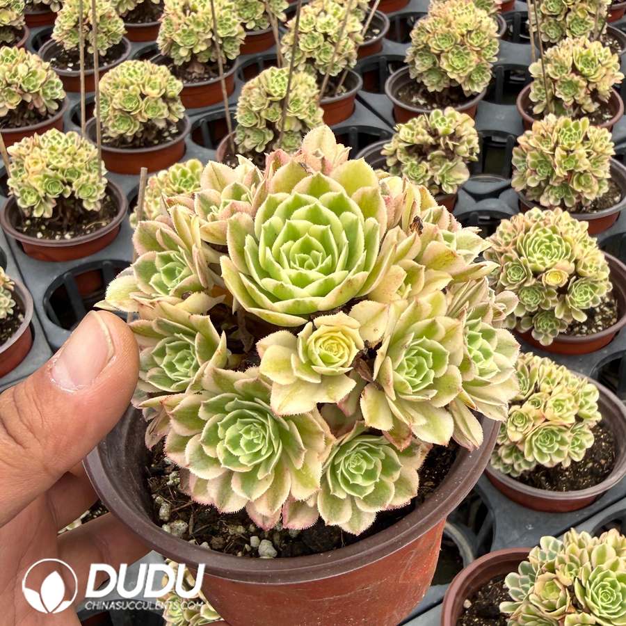 10460D120.jpg Aeonium Yuzi Variegated Clustering - Image 1
