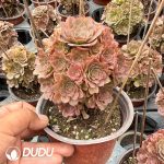 Aeonium Fire Fox Variegated Clustering