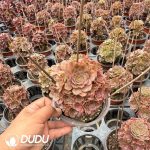 Aeonium Fire Fox Variegated Clustering - Image 2