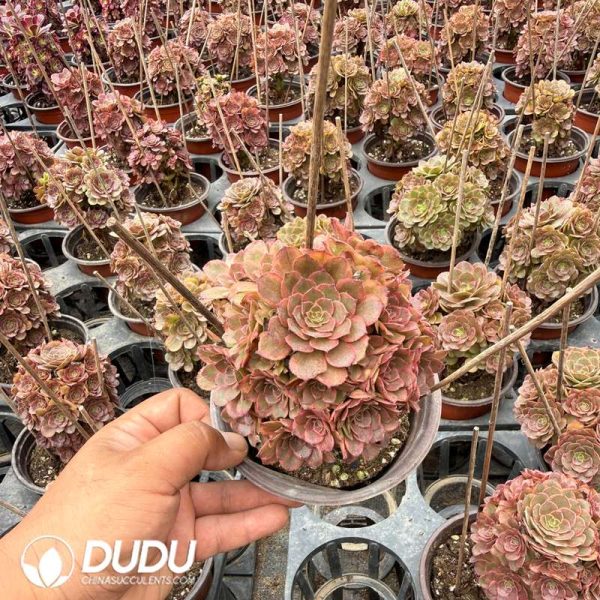 Aeonium Fire Fox Variegated Clustering - Image 2