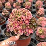 Aeonium Yinyang Pink Witch Clustering