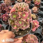 Aeonium Yinyang Pink Witch Clustering - Image 2