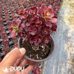 Aeonium Cherry Variegated Small Clustering