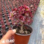 Aeonium Cherry Variegated Small Clustering - Image 2