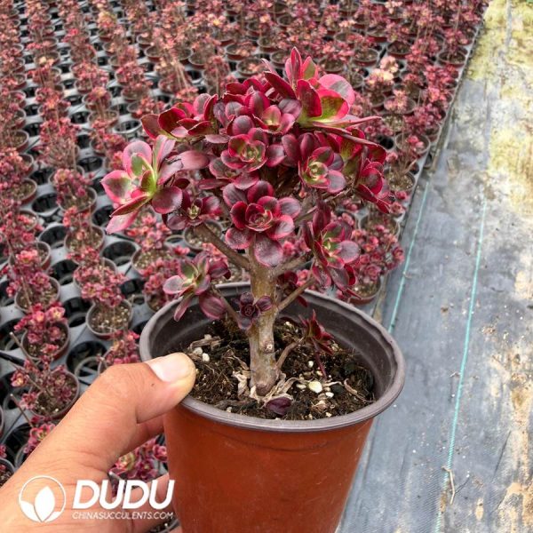 Aeonium Cherry Variegated Small Clustering - Image 2
