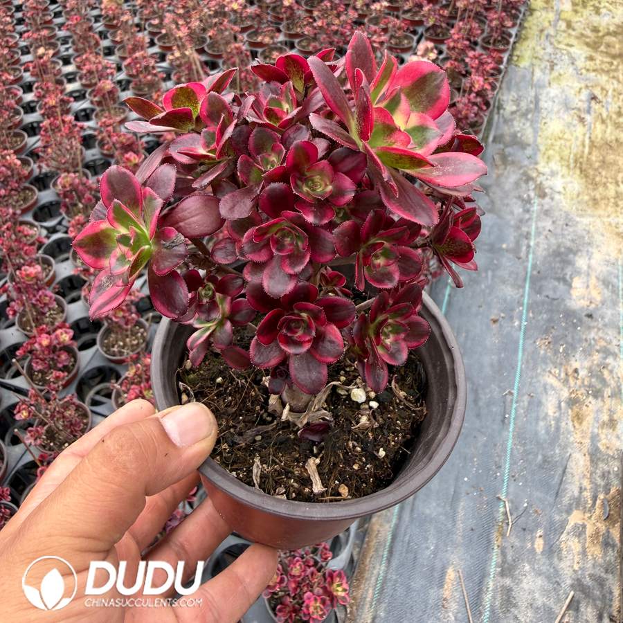 10463D120.jpg Aeonium Cherry Variegated Small Clustering - Image 1