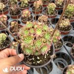 Aeonium Tianhe Variegated Clustering