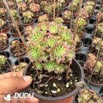 Aeonium Tianhe Variegated Clustering - Image 2