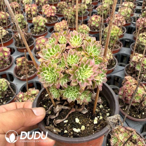 Aeonium Tianhe Variegated Clustering - Image 2