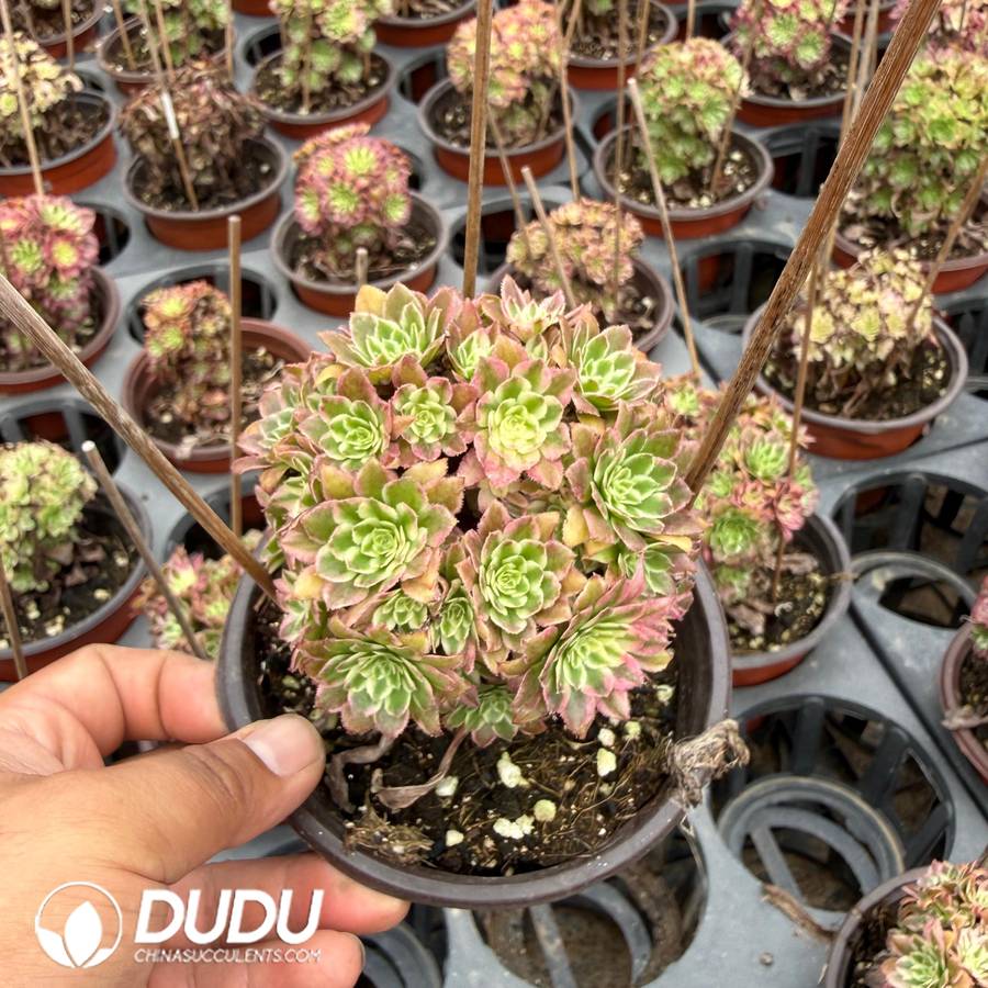 10464D120.jpg Aeonium Tianhe Variegated Clustering - Image 1