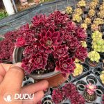 Aeonium Swallow Variegated Clustering