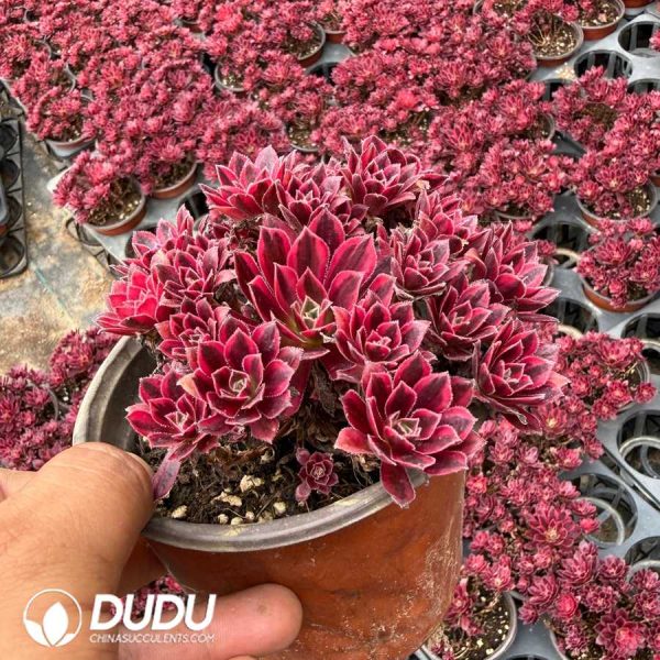 Aeonium Swallow Variegated Clustering - Image 2