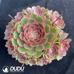 Aeonium Pink Flower Demon Clustering