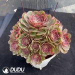 Aeonium Pink Flower Demon Clustering - Image 2