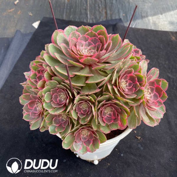 Aeonium Pink Flower Demon Clustering - Image 2