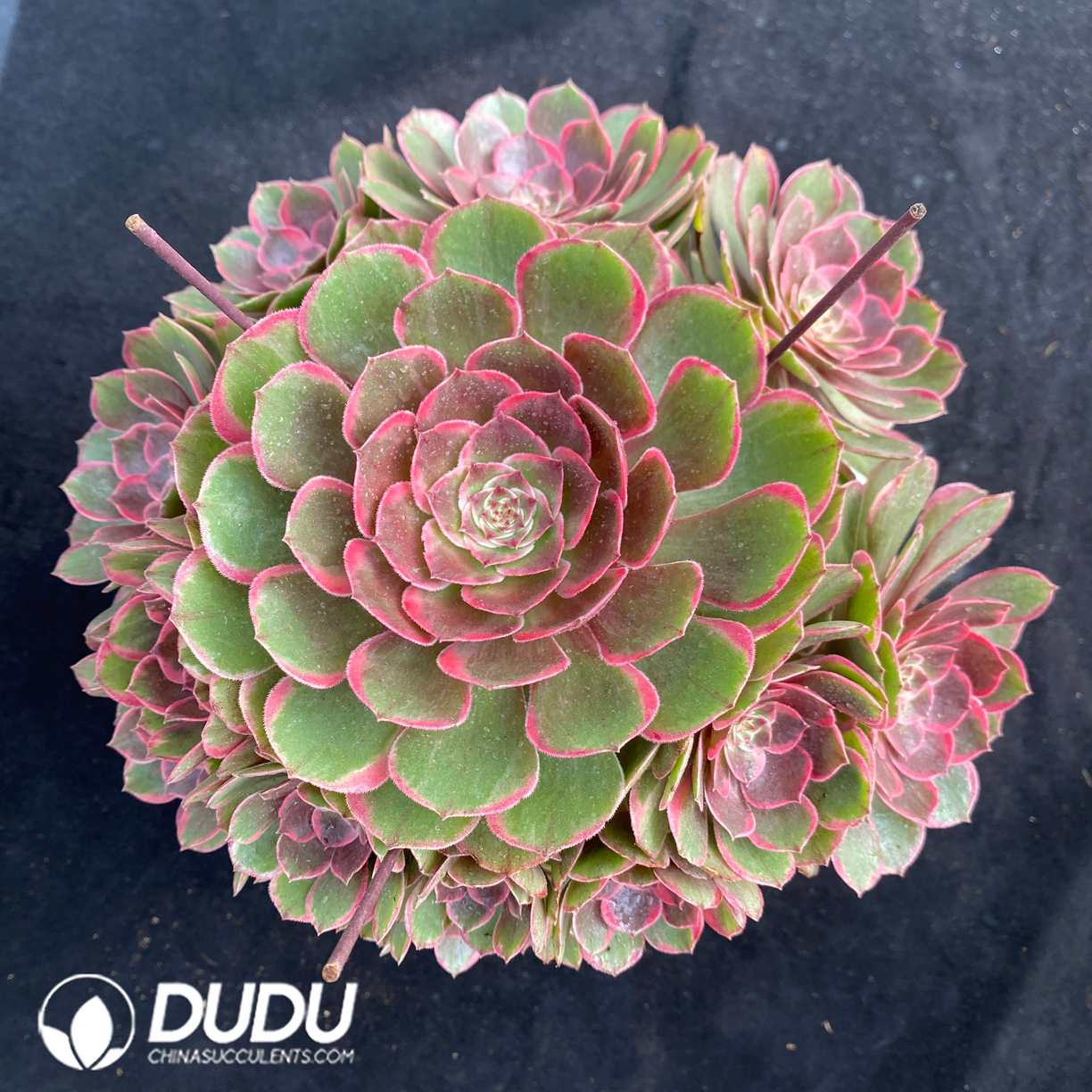 00517D230.jpg Aeonium Pink Flower Demon Clustering - Image 1