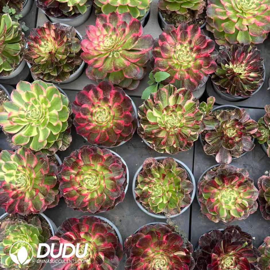 00536D100.jpg Aeonium Earl of Heaven - Image 1