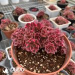 Aeonium Witch Cristata