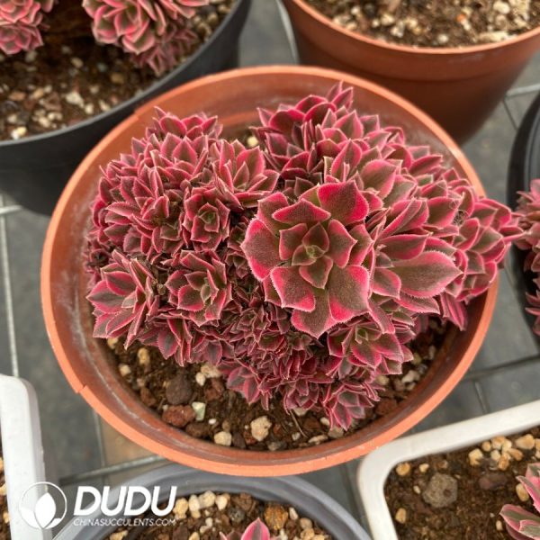 Aeonium Witch Cristata - Image 2