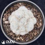 [RTS]Mammillaria Plumosa
