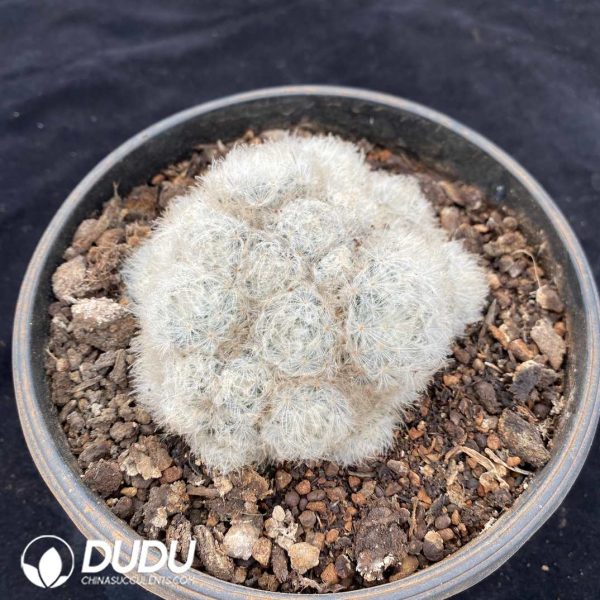 [RTS]Mammillaria Plumosa - Image 2