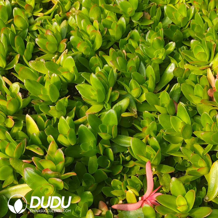 01923D30.jpg 500pcs Crassula Capitella Campfire Cuttings - Image 1