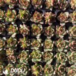 105Pcs Echeveria Moon Stone Seedlings