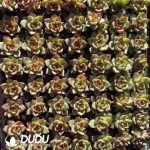 105Pcs Echeveria Moon Stone Seedlings - Image 2