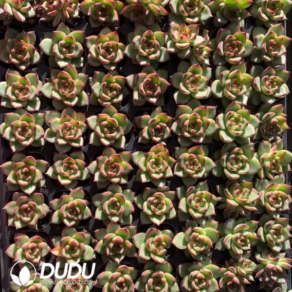 105Pcs Echeveria Moon Stone Seedlings - Image 2