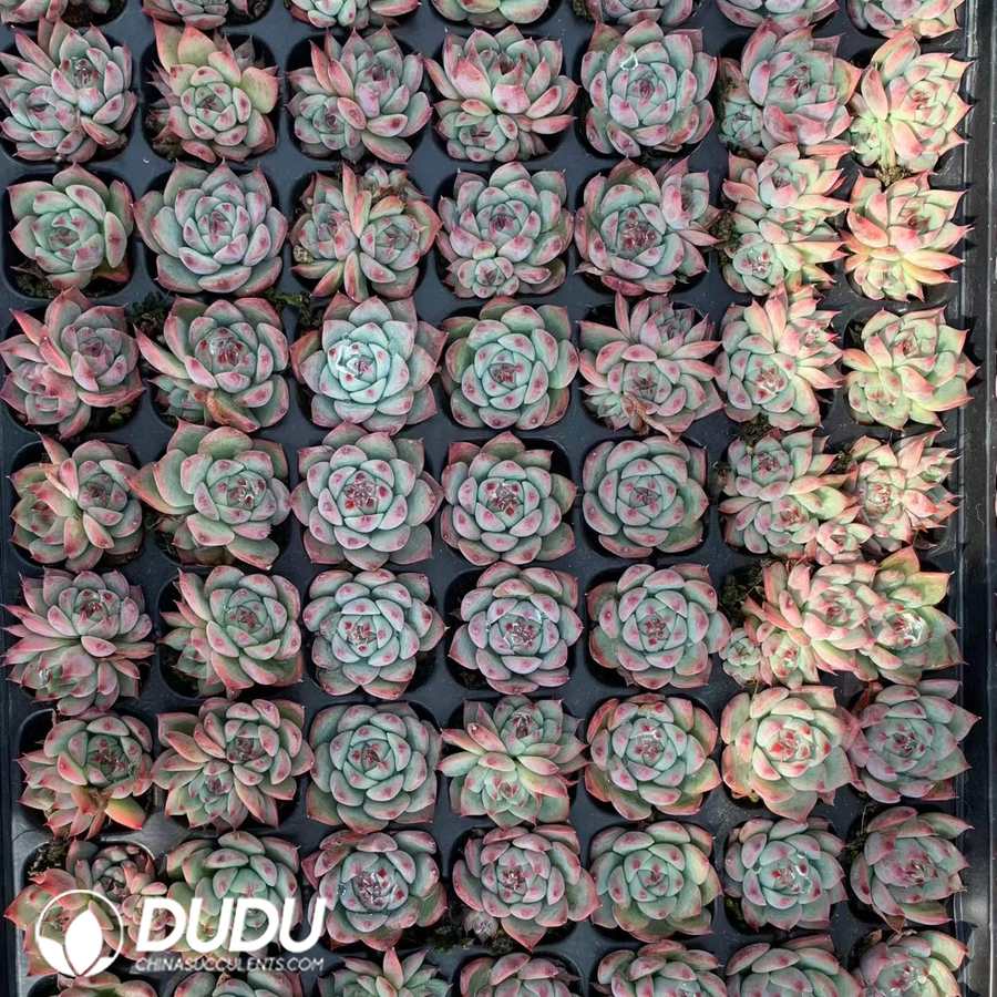 02103D30.jpg 105Pcs Echeveria Chihuahuaensis Seedlings - Image 1