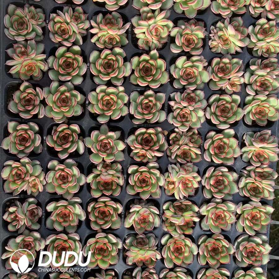 02114D30.jpg 105Pcs Echeveria Firefly Seedlings(Mix & Match 5+) - Image 1