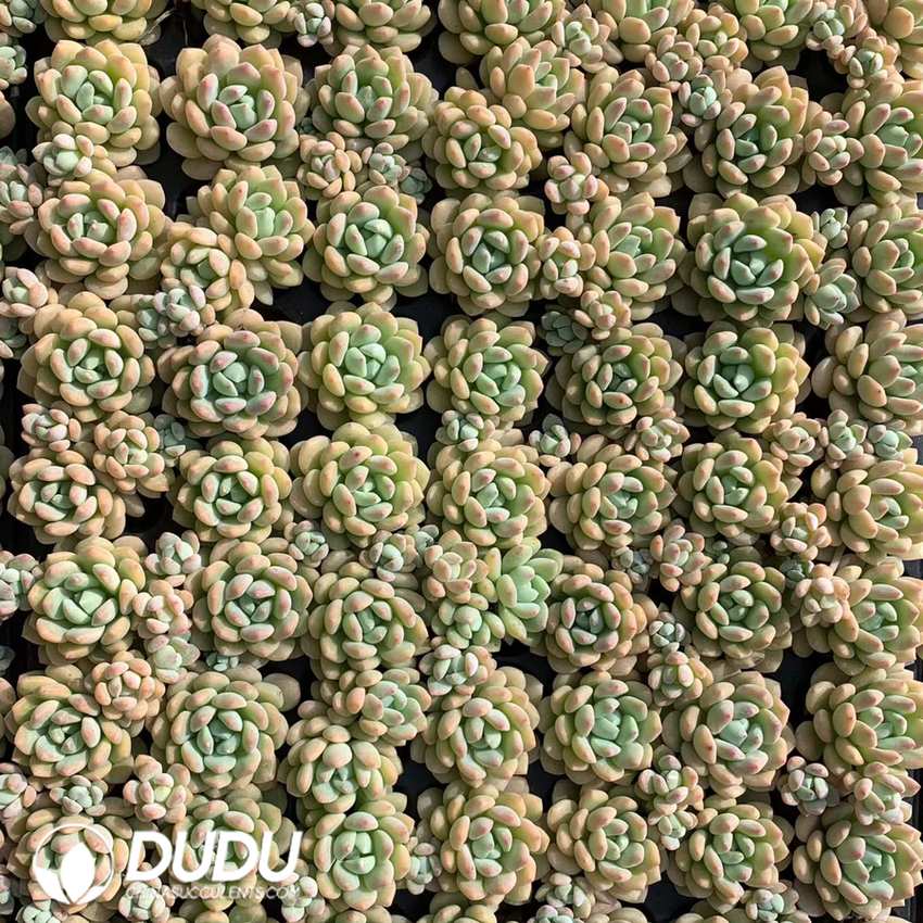02118D30.jpg 105Pcs Echeveria Xiaotaohong Seedlings - Image 1
