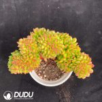 Echeveria Little Lantern Cristata