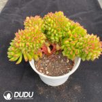 Echeveria Little Lantern Cristata - Image 2