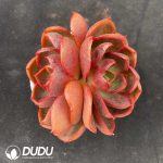 Echeveria Red Light Double Heads