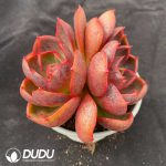 Echeveria Red Light Double Heads - Image 2