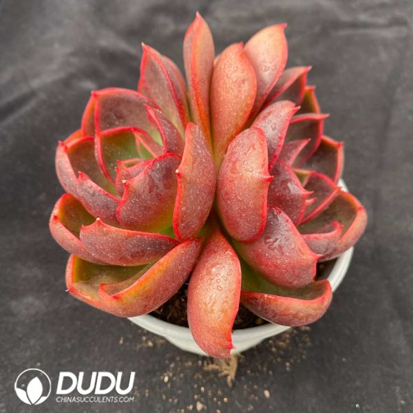 Echeveria Red Light Double Heads - Image 2