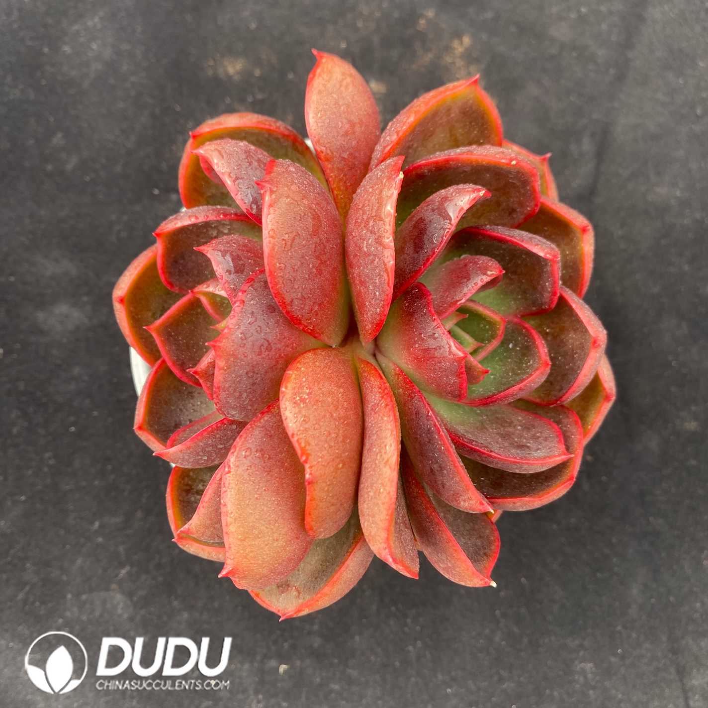 02637D110.jpg Echeveria Red Light Double Heads - Image 1