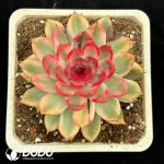 Echeveria Flaming Mountain Variegated