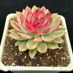Echeveria Flaming Mountain Variegated - Image 2