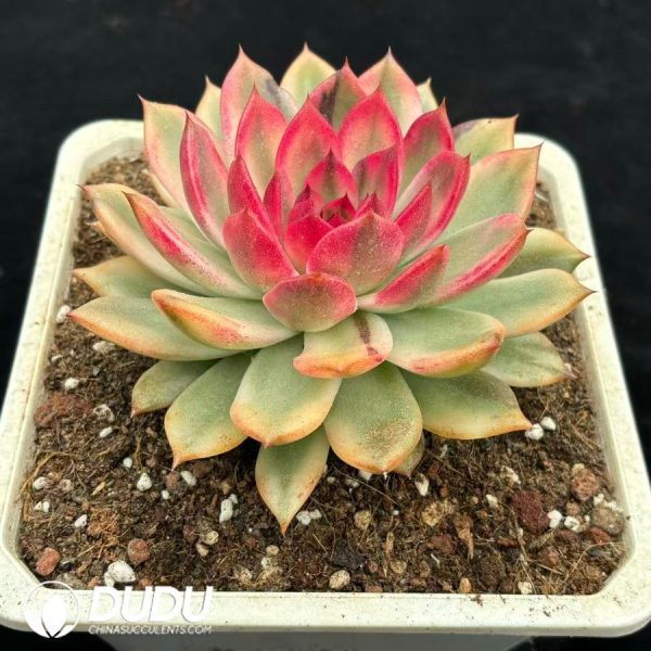 Echeveria Flaming Mountain Variegated - Image 2